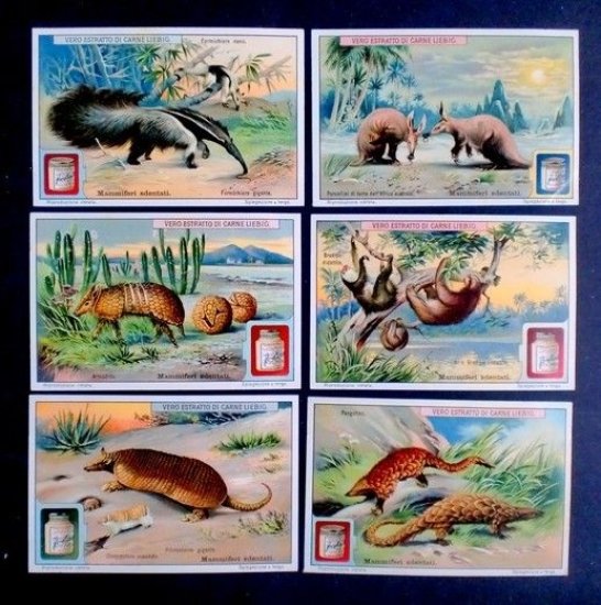 Figurine LIEBIG - Mammiferi sdentati - Rif. N° 1095 | Immagine principale