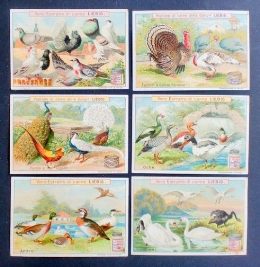 Figurine LIEBIG - Uccelli da cortile - Rif. N° 607 | Immagine principale