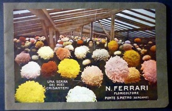 Floricoltura - Catalogo illustrato N. Ferrari - Crisantemi - 1929