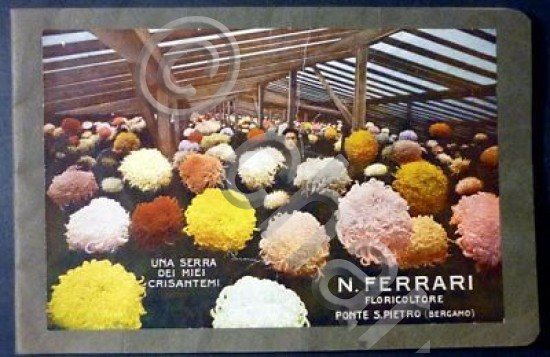 Floricoltura - Catalogo illustrato N. Ferrari - Crisantemi - 1929