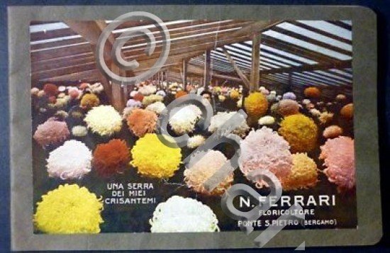 Floricoltura - Catalogo illustrato N. Ferrari - Crisantemi - 1929