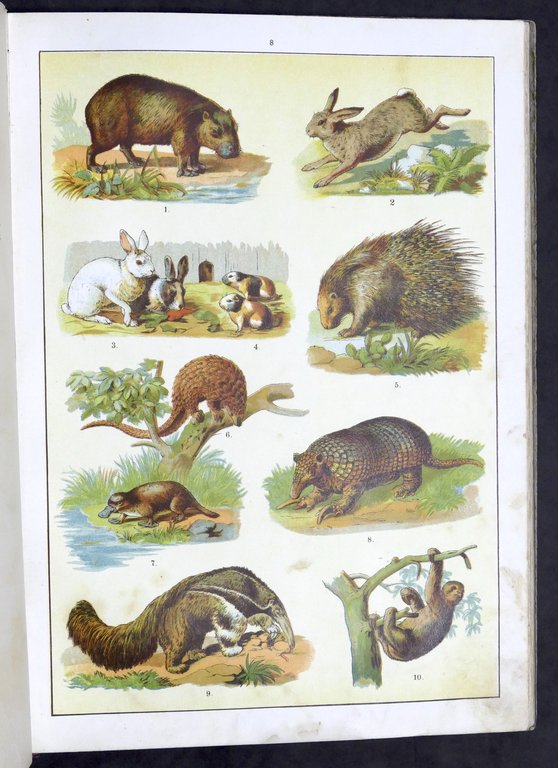 Fornari - Storia naturale per la gioventù italiana - Regno … | Immagine Gallery 3