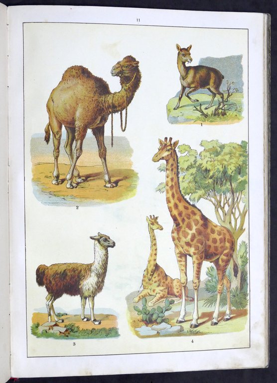 Fornari - Storia naturale per la gioventù italiana - Regno … | Immagine Gallery 4