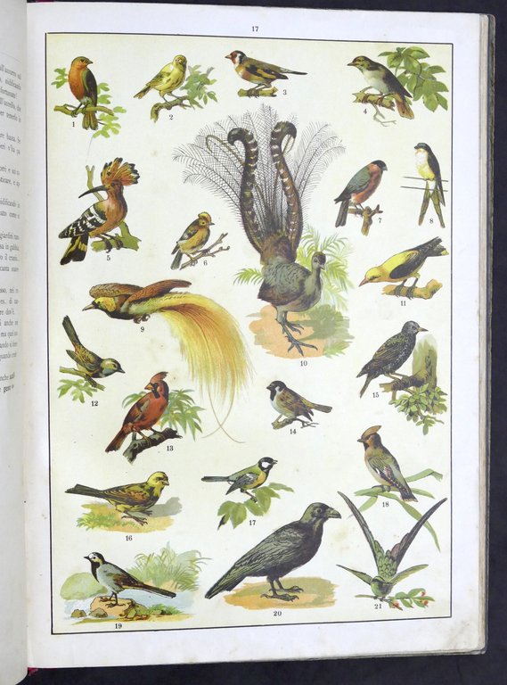 Fornari - Storia naturale per la gioventù italiana - Regno … | Immagine Gallery 5