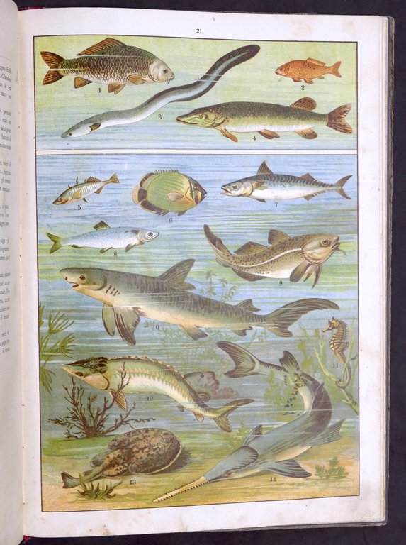 Fornari - Storia naturale per la gioventù italiana - Regno … | Immagine Gallery 6