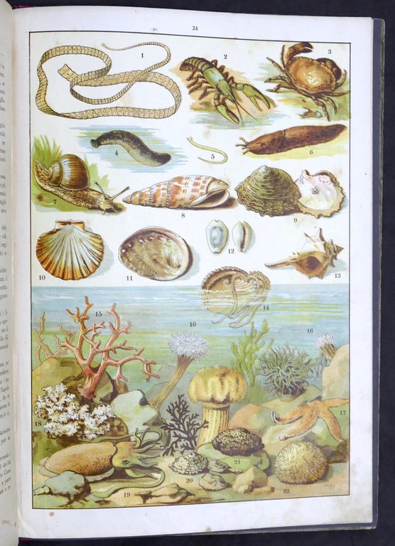 Fornari - Storia naturale per la gioventù italiana - Regno … | Immagine Gallery 7
