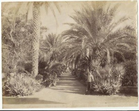 Foto albumina Fotografo Giuseppe Incorpora Orto Botanico Palermo 1890