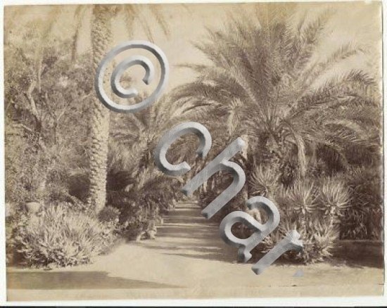Foto albumina Fotografo Giuseppe Incorpora Orto Botanico Palermo 1890