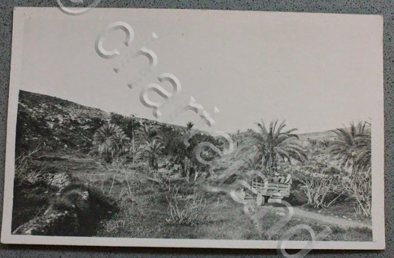 Foto cartolina d'epoca Guerra Italo Turca - oasi e camion …