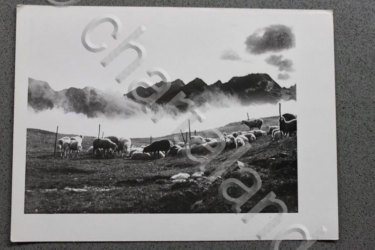 Foto cartolina Montagna Valle d'Aosta 1950 Gregge di pecore monti … | Immagine Gallery 1