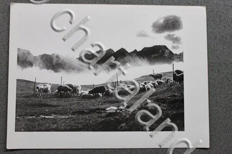 Foto cartolina Montagna Valle d'Aosta 1950 Gregge di pecore monti …
