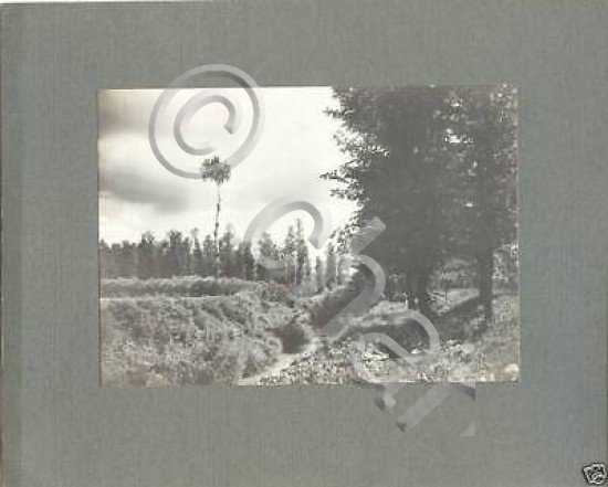 Foto epoca Lucini - Montagna bosco Monte Piatto 1914 | Immagine Gallery 1