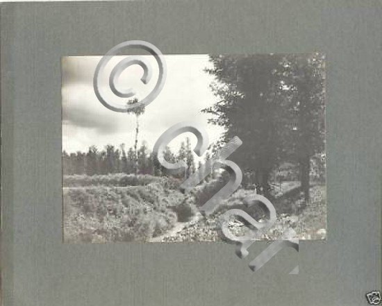 Foto epoca Lucini - Montagna bosco Monte Piatto 1914