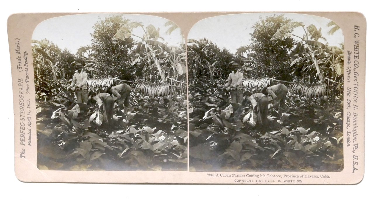 Fotografia stereoscopica - Cuba - Havana - Contadini di Tabacco …