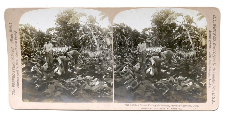 Fotografia stereoscopica - Cuba - Havana - Contadini di Tabacco …