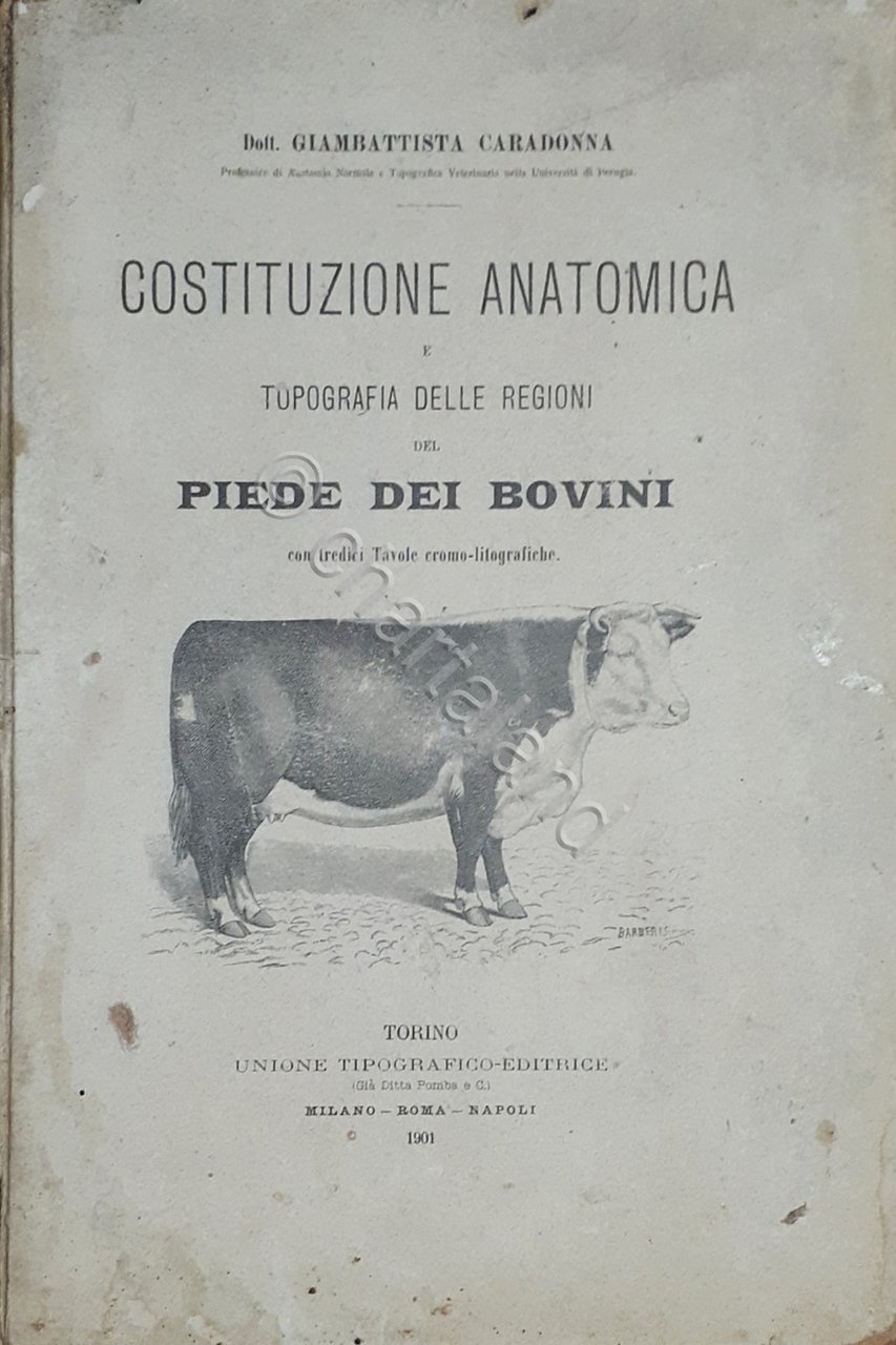 G. Caradonna - Costituzione anatomica delle regioni del piede dei … | Immagine principale