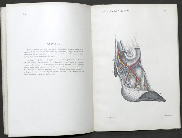 G. Caradonna - Costituzione anatomica delle regioni del piede dei … | Immagine Gallery 3