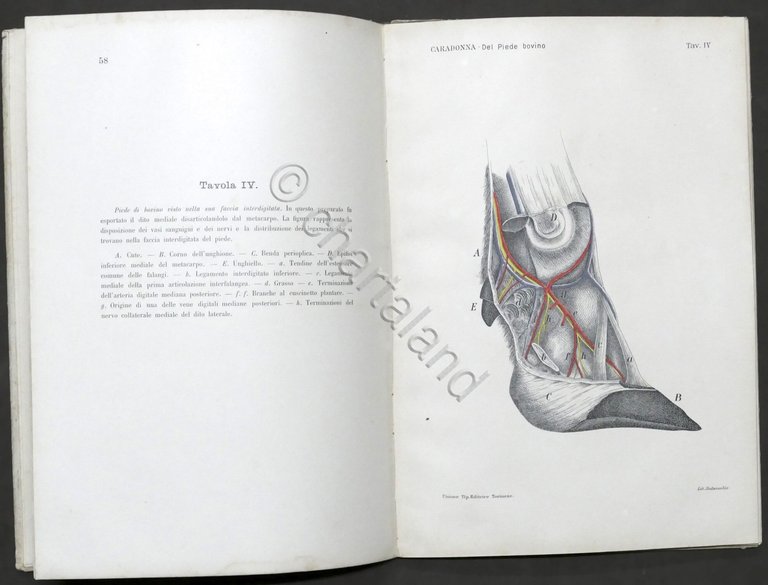 G. Caradonna - Costituzione anatomica delle regioni del piede dei … | Immagine Gallery 2