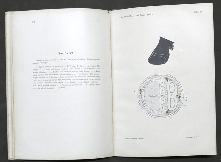 G. Caradonna - Costituzione anatomica delle regioni del piede dei … | Immagine Gallery 5