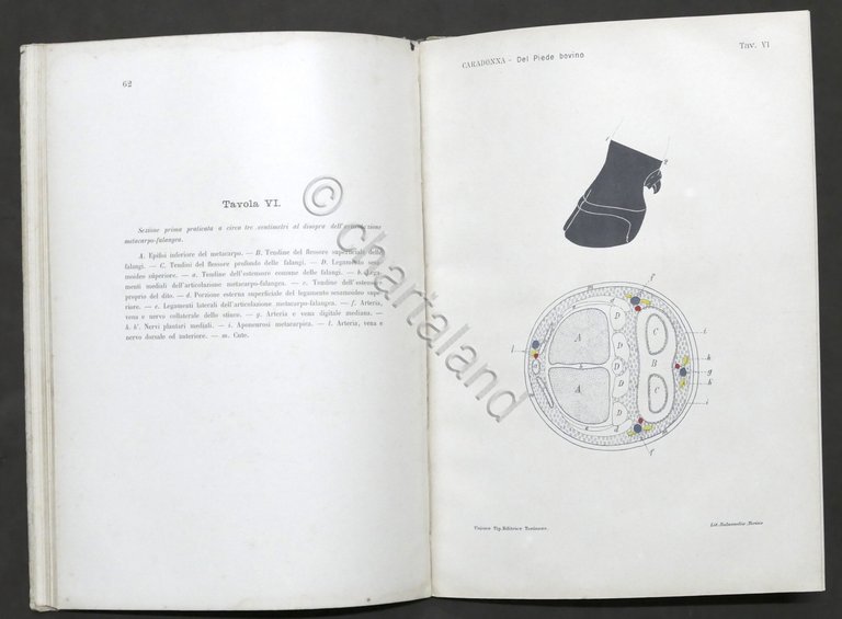 G. Caradonna - Costituzione anatomica delle regioni del piede dei … | Immagine Gallery 4