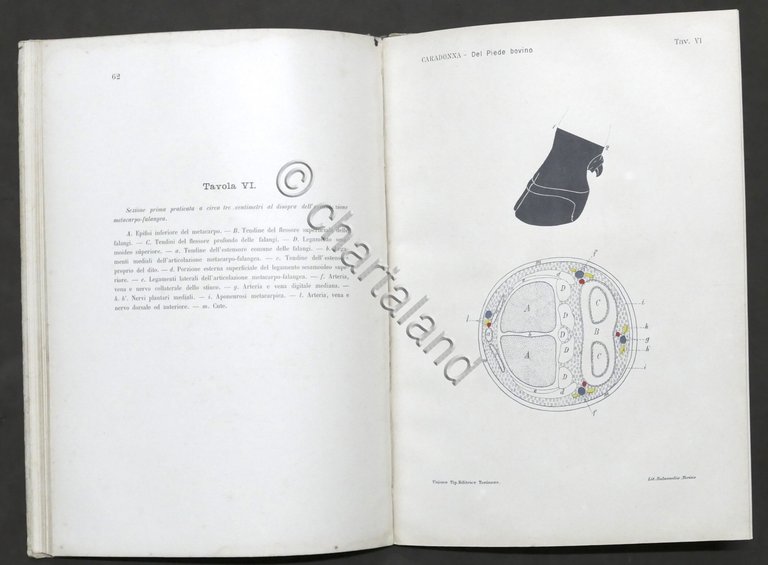 G. Caradonna - Costituzione anatomica delle regioni del piede dei … | Immagine Gallery 6