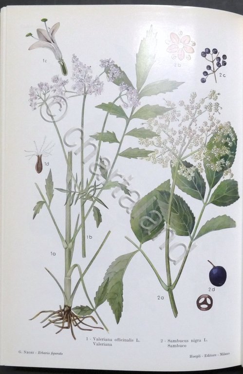 G. Negri - Nuovo Erbario figurato - Piante medicinali e …