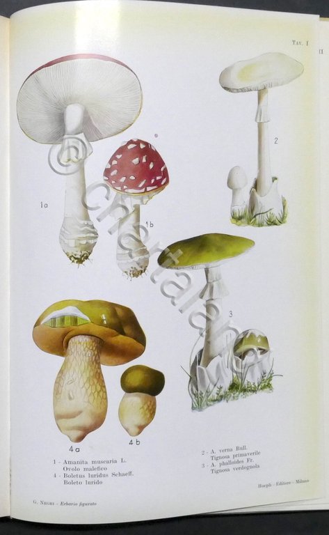 G. Negri - Nuovo Erbario figurato - Piante medicinali e …