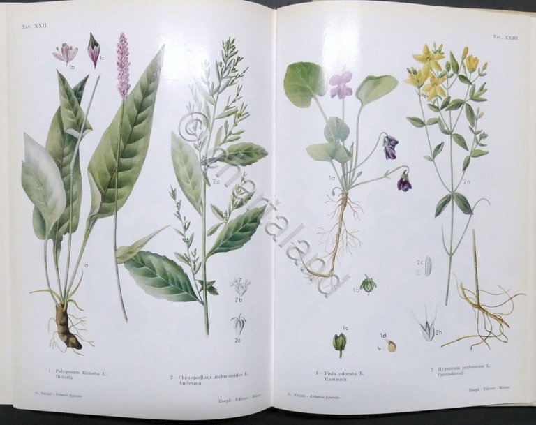 G. Negri - Nuovo Erbario figurato - Piante medicinali e …