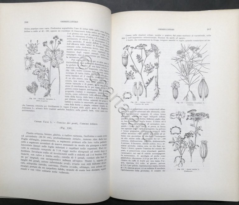 G. Negri - Nuovo Erbario figurato - Piante medicinali e …