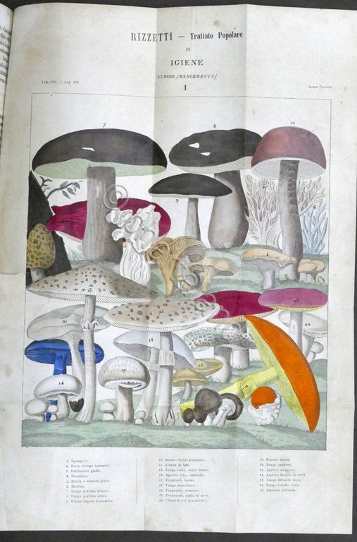G. Rizzetti - Trattato popolare d'igiene privata e pubblica- Opera …