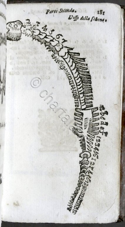 Ganevese Il grande marescalco francese maestro della conoscenza de cavalli …