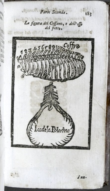 Ganevese Il grande marescalco francese maestro della conoscenza de cavalli …