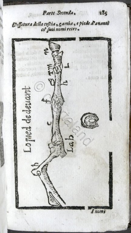Ganevese Il grande marescalco francese maestro della conoscenza de cavalli …