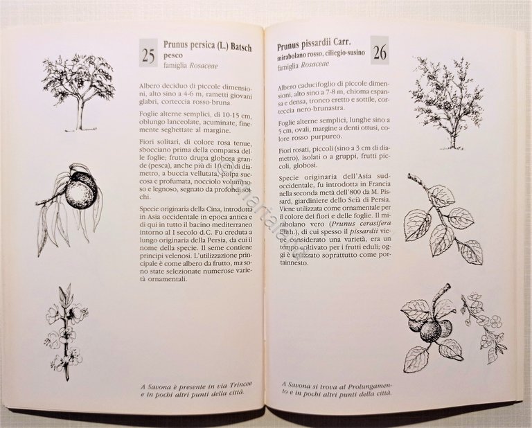 Garden club di Savona - Alberi a Savona - ed. …