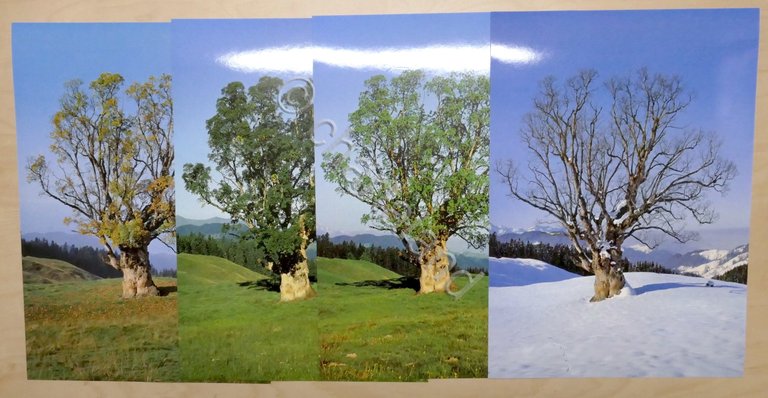 Godet - Alberi dell'Italia e dell'Europa Centrale nelle quattro stagioni …