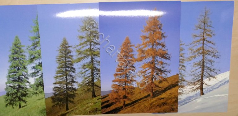 Godet - Alberi dell'Italia e dell'Europa Centrale nelle quattro stagioni …