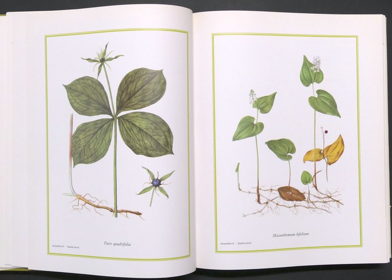 H. Romagnesi, J. Weill - Fiori selvatici - 1^ ed. …