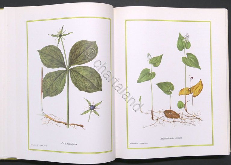 H. Romagnesi, J. Weill - Fiori selvatici - 1^ ed. …