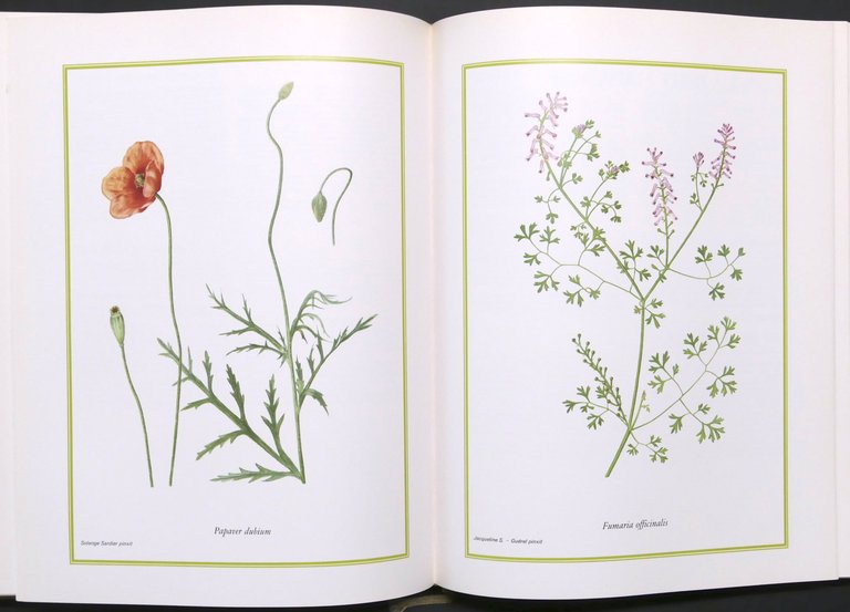 H. Romagnesi, J. Weill - Fiori selvatici - 1^ ed. …