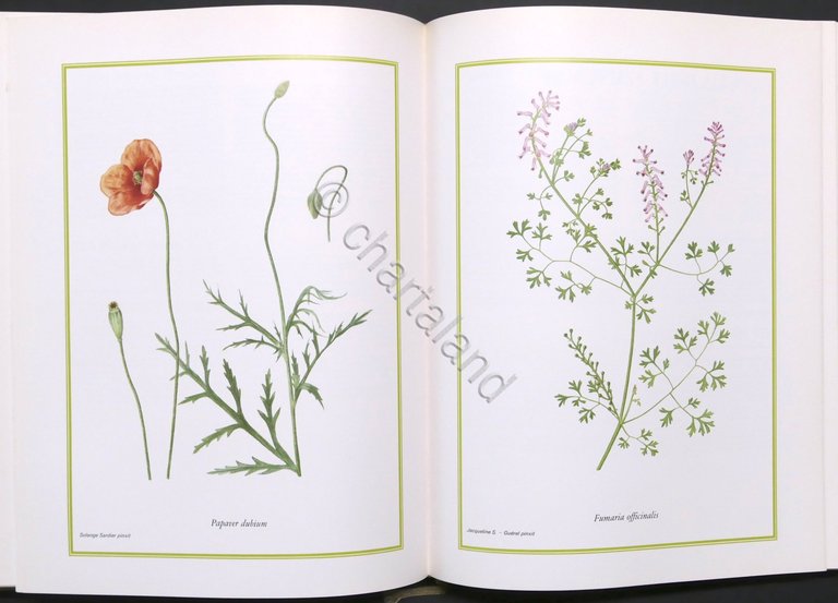 H. Romagnesi, J. Weill - Fiori selvatici - 1^ ed. …