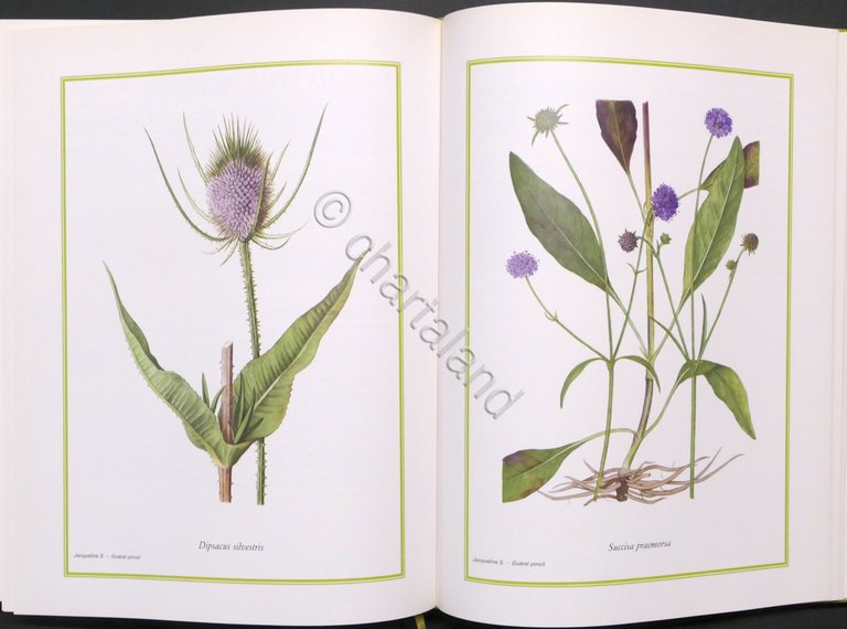 H. Romagnesi, J. Weill - Fiori selvatici - 1^ ed. …