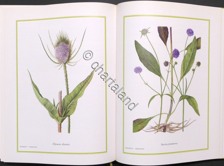 H. Romagnesi, J. Weill - Fiori selvatici - 1^ ed. …