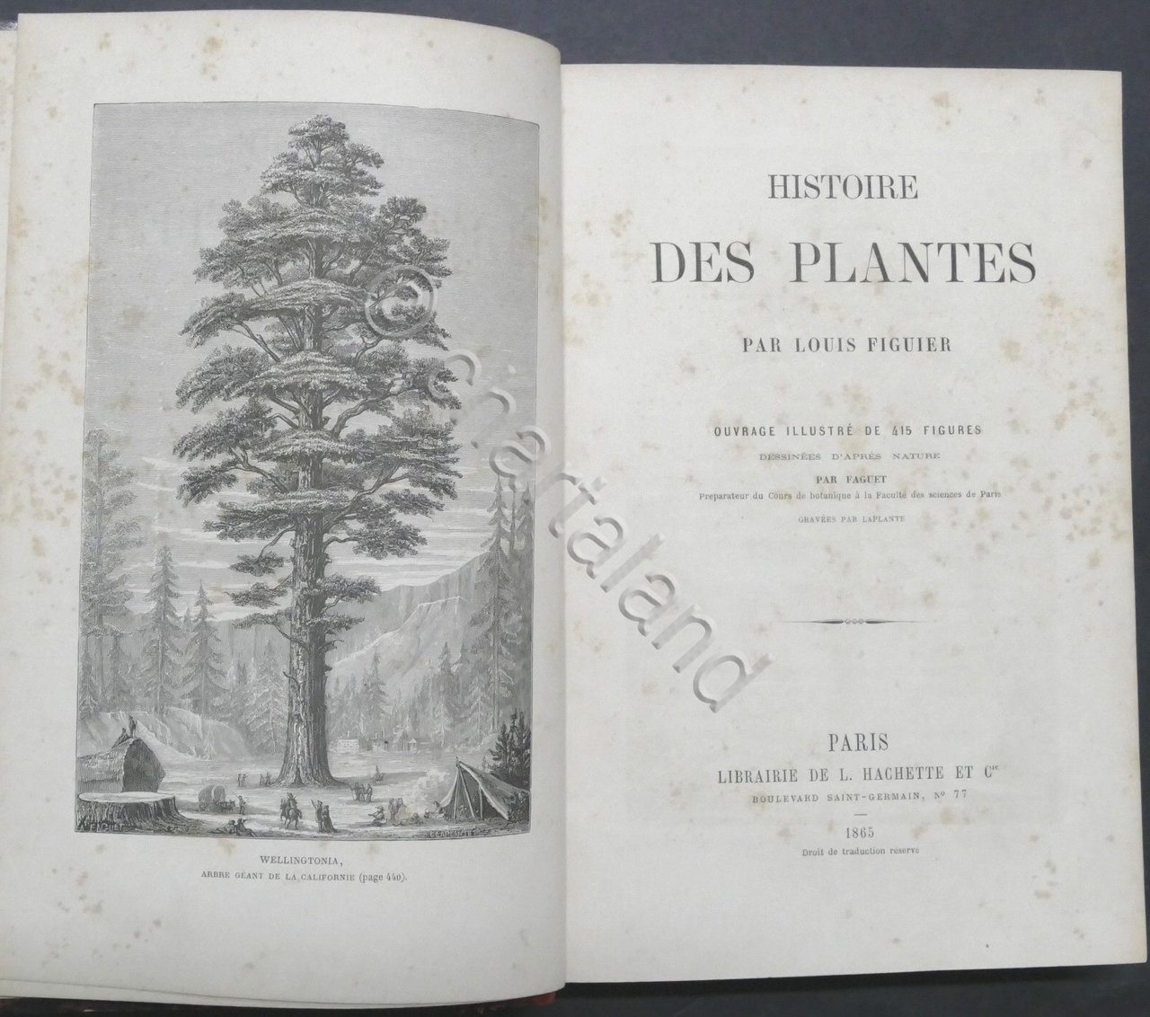 Histoire des plantes par Louis Figuier - ed. 1865
