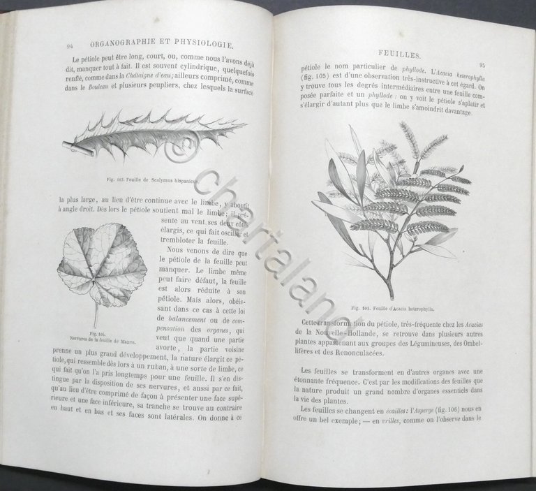 Histoire des plantes par Louis Figuier - ed. 1865