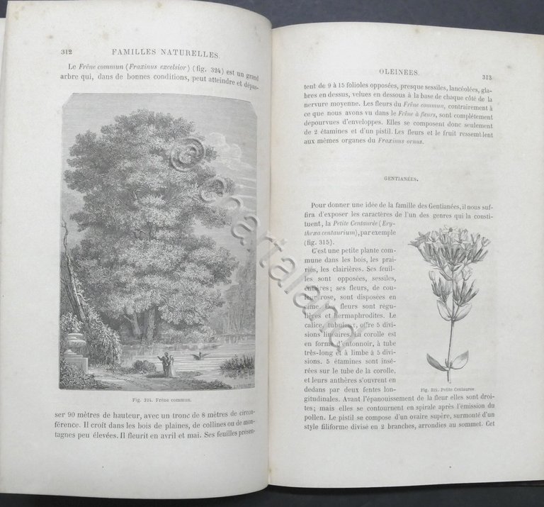 Histoire des plantes par Louis Figuier - ed. 1865