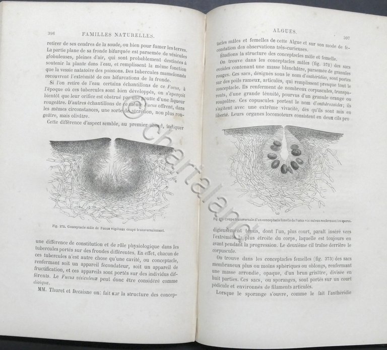 Histoire des plantes par Louis Figuier - ed. 1865