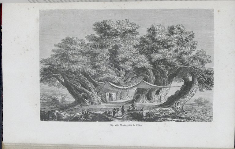 Histoire des plantes par Louis Figuier - ed. 1865