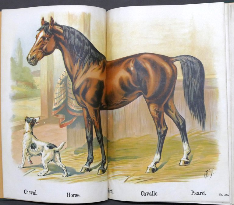 I nostri animali domestici - Libro per bambini - ed. …