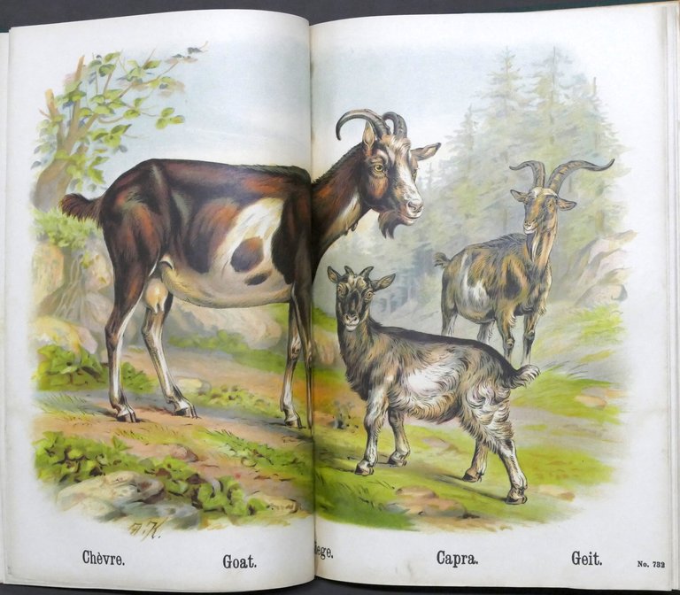 I nostri animali domestici - Libro per bambini - ed. …