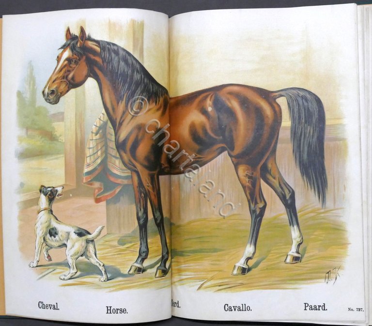 I nostri animali domestici - Libro per bambini - ed. …